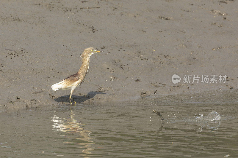 印度池鹭，Ardeola grayii，Sunderbans NP，印度